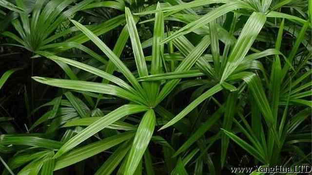 多裂棕竹怎麼養