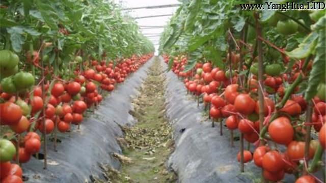 番茄種植技術