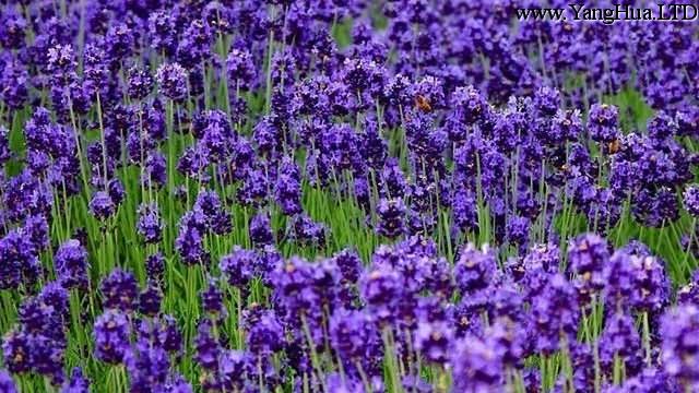 紫羅蘭怎麼養開花多