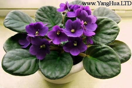 紫羅蘭小盆栽