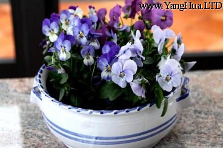 紫羅蘭小盆栽