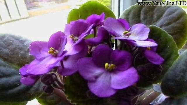 盆栽紫羅蘭怎麼養殖