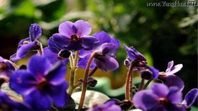 紫羅蘭怎麼種