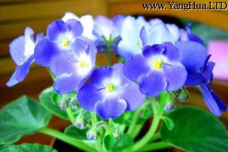 紫羅蘭盆栽