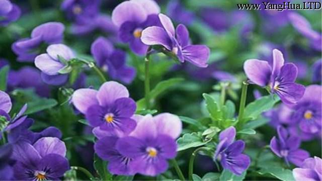 紫羅蘭花在家裡怎麼養