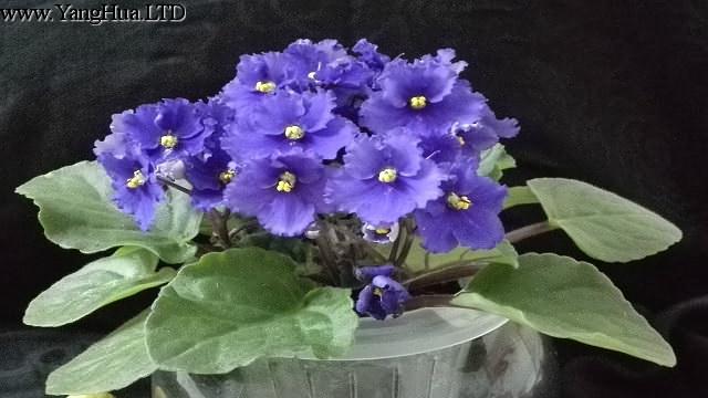 紫羅蘭怎麼水養