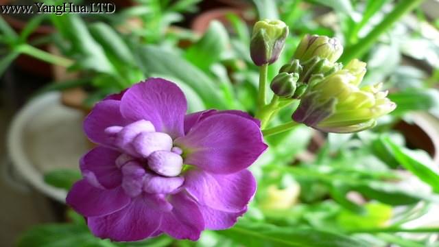 紫羅蘭盆栽如何爆盆