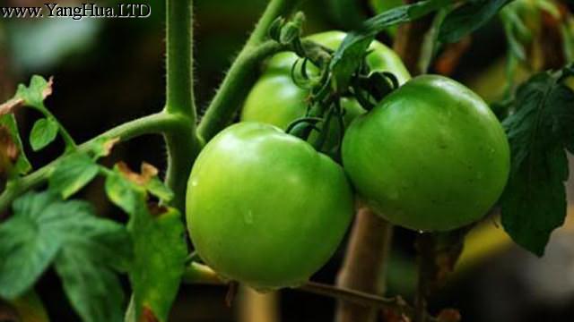 如何在陽台種植西紅柿
