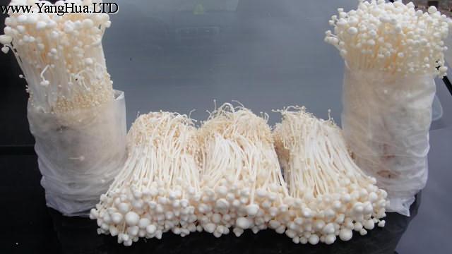 金針菇種植方法