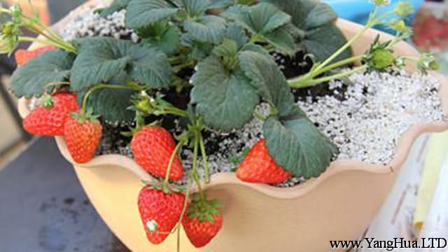草莓怎麼種
