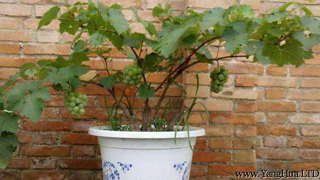 葡萄籽怎麼種小盆栽
