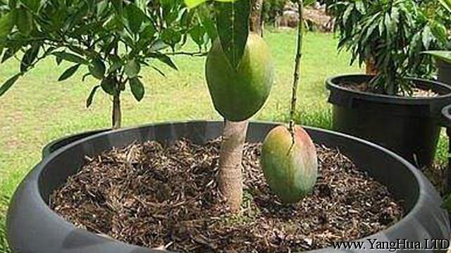 芒果核怎麼種盆栽