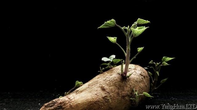 地瓜發芽了怎麼種盆栽