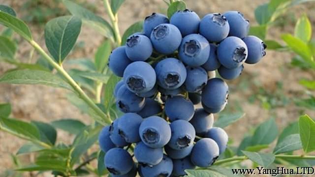 藍莓樹苗怎麼種植