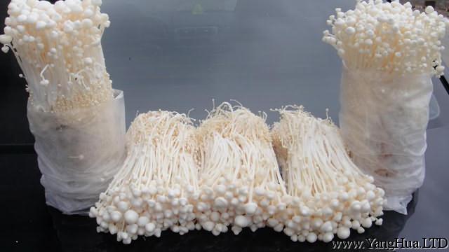 怎麼養金針菇的根