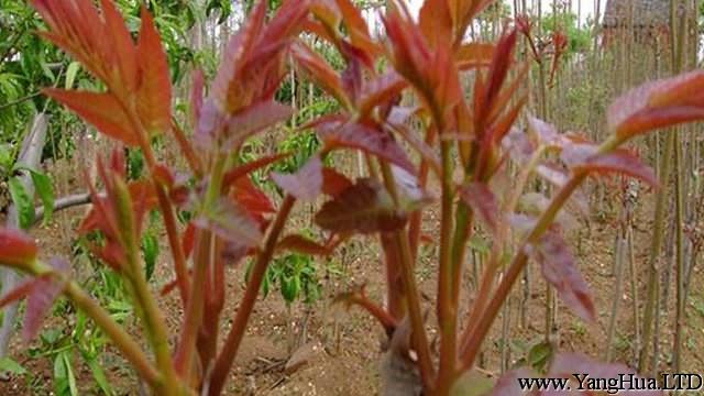 香椿樹怎麼種植