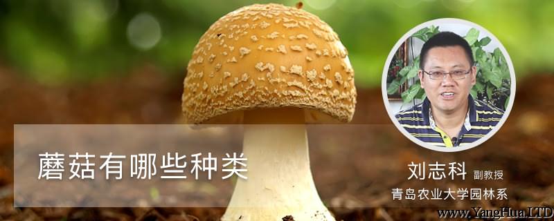 蘑菇有哪些種類