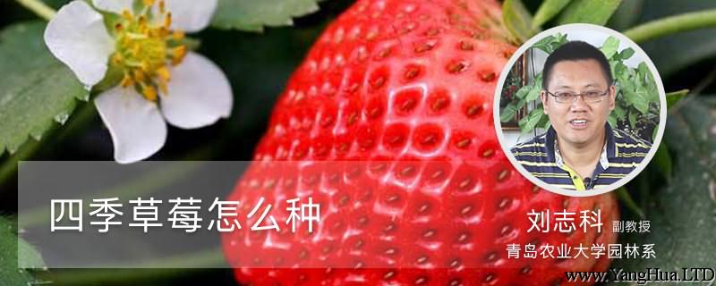 四季草莓怎麼種