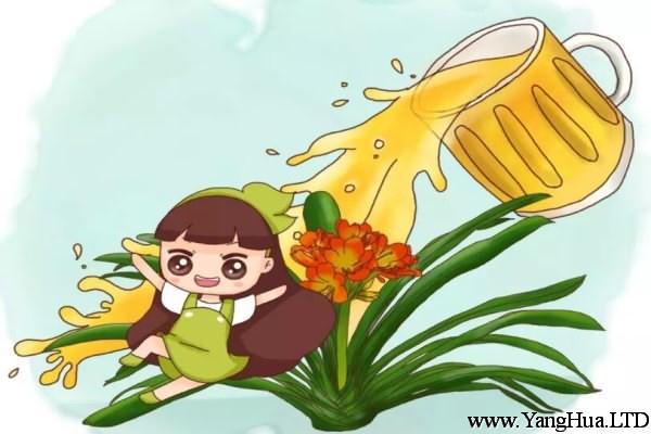 君子蘭梔子，猛灌啤酒，葉子油綠花爆開！