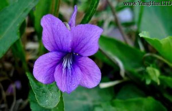 紫花地丁繁殖栽培