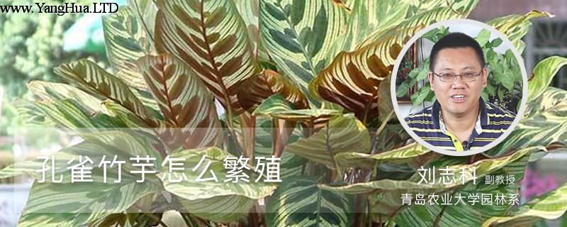 孔雀竹芋怎麼繁殖