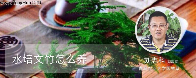水培文竹怎麼養