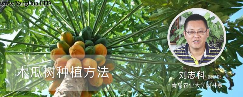 木瓜樹種植方法
