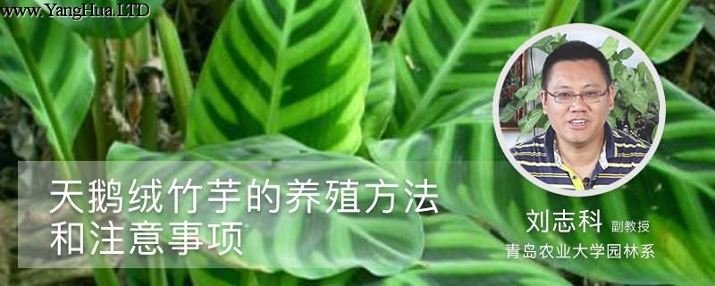天鵝絨竹芋的養殖方法和注意事項