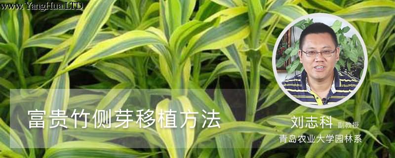 富貴竹側芽移植方法
