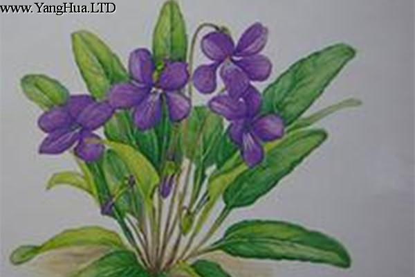 不開花就結種的「紫花地丁」