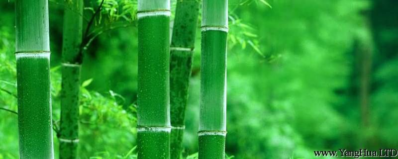 水養竹子太高從哪裡剪，葉子黃了怎麼修剪？