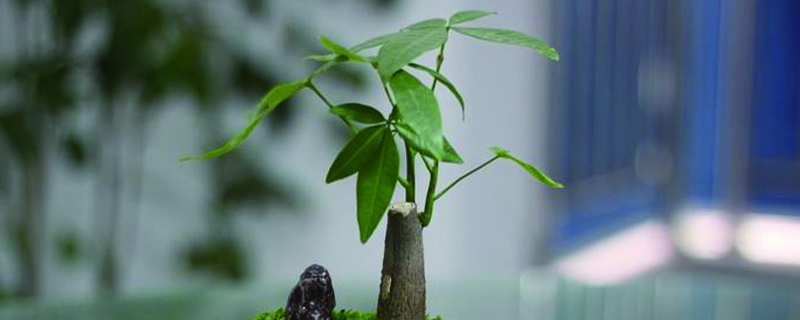 發財樹只剩根還能活嗎，爛根後重新生根方法
