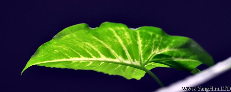 綠蘿一片葉子能活嗎，可以水培生根繁殖嗎