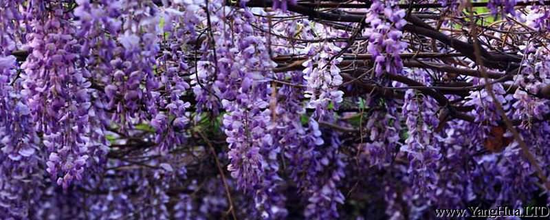 紫籐盆栽需要多大的盆（附盆栽種植方法）