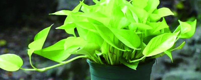 盆栽綠蘿太密了怎麼辦，如何修剪和分盆