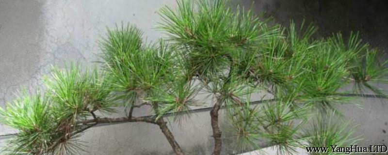 盆栽松樹怎麼種植，用什麼土？