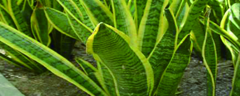 虎皮蘭能長多大，會自己繁殖嗎