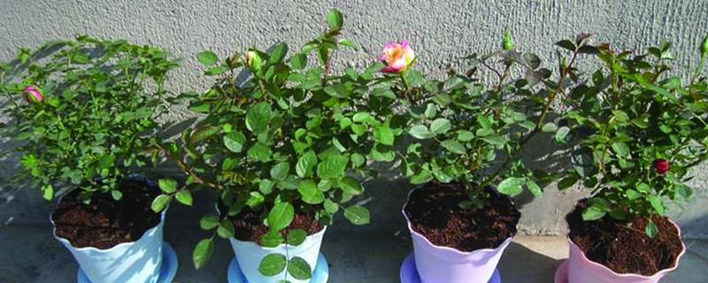 家養玫瑰花怎麼養殖（室內和室外方法不同）