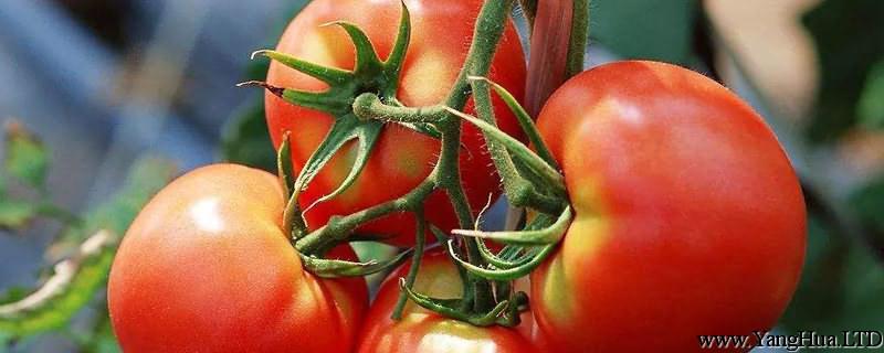 怎麼種植番茄