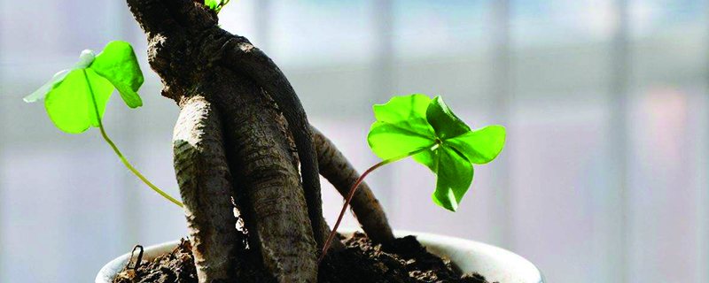 人參榕的養殖方法，怎麼讓根長大？