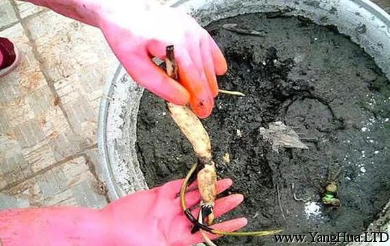 碗蓮藕根種植方法