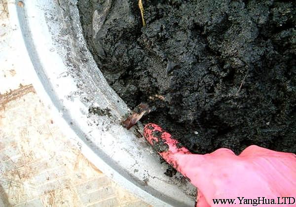 碗蓮藕根用淤泥包裹