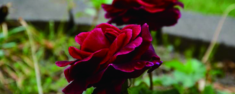路易十四玫瑰怎麼種植：好養嗎？怎麼養？