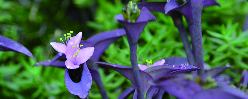 紫錦草（紫 竹梅）扦插方法和時間