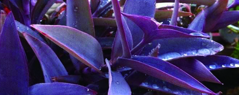 紫錦草（紫 竹梅）扦插後多久生根，用什麼土
