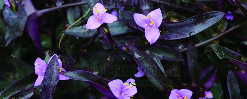 紫錦草（紫 竹梅）扦插幾天成活，成活率多高