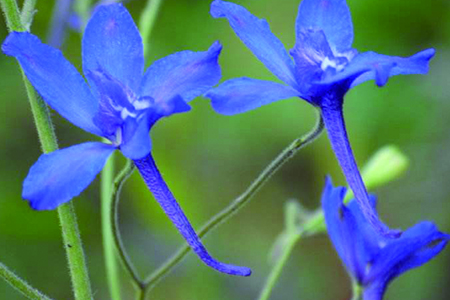 藍雀花