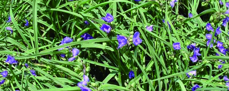 紫露草的養殖方法