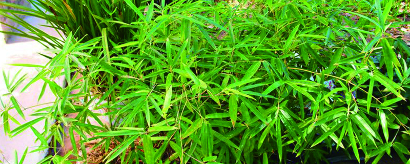 觀音竹的養殖方法和注意事項，和富貴竹有什麼區別