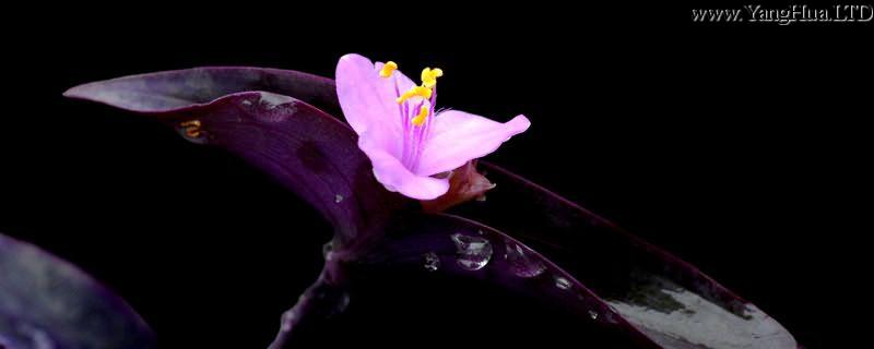 紫羅蘭怎麼施肥